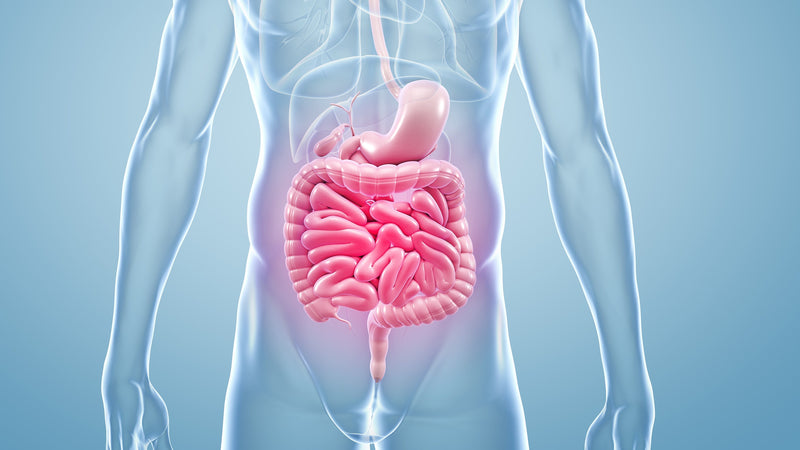 Från mun till mage: En inflammatorisk resa