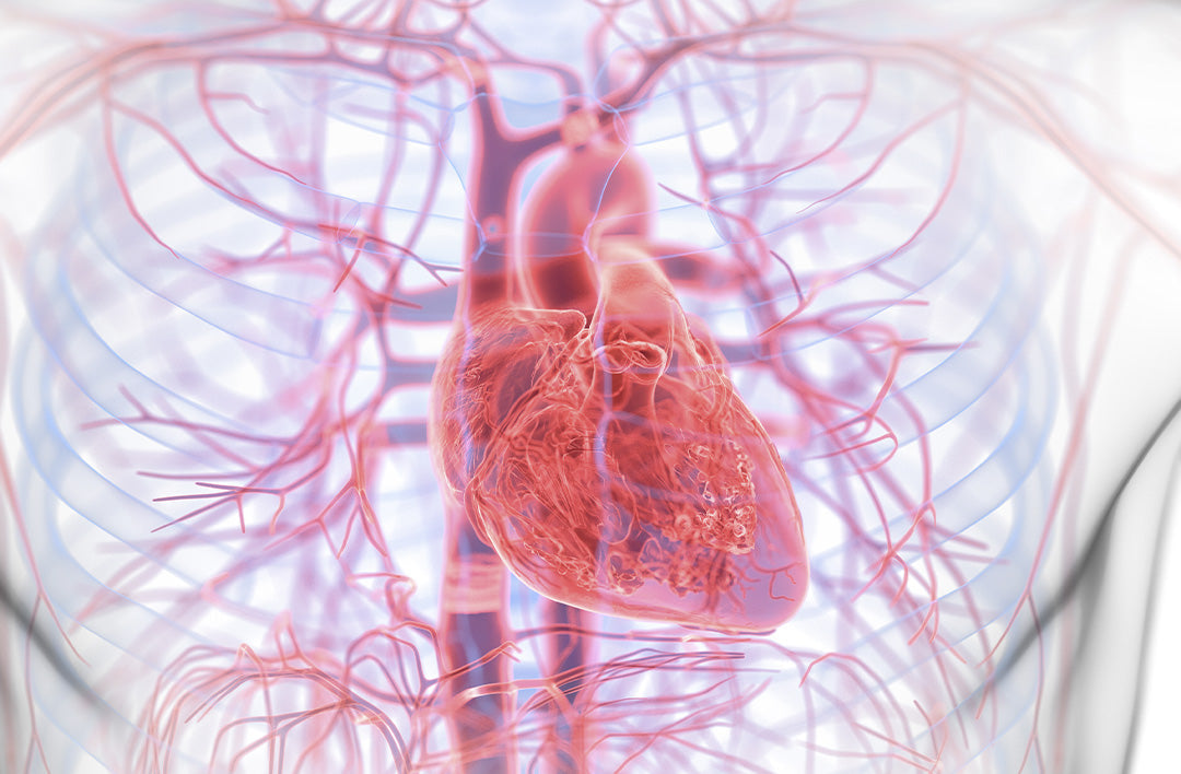 Ny forskning: Kan en hjärtinfarkt vara en inflammatorisk sjukdom?