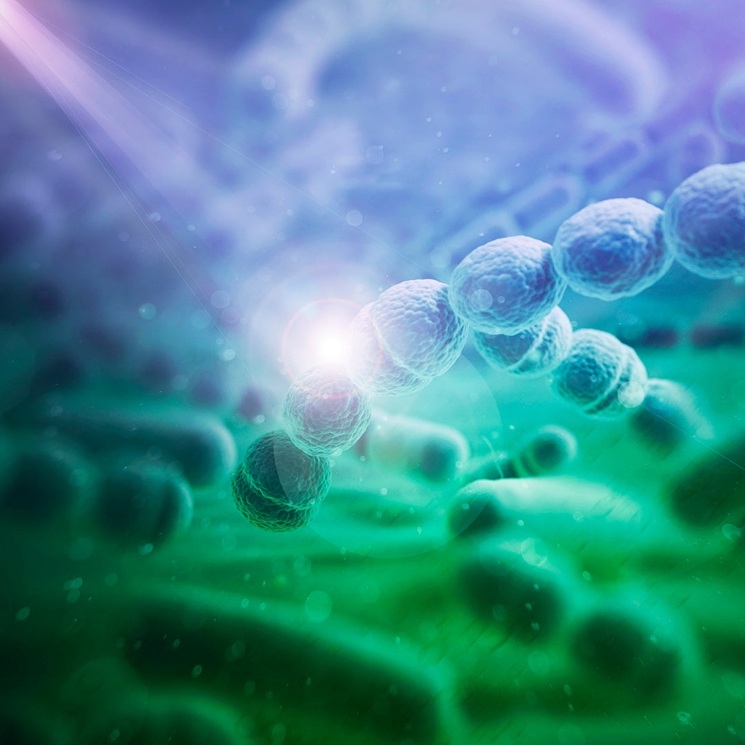 Light penetrates bacterial biofilm